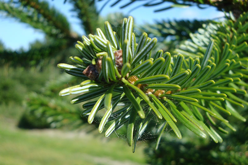 Nordmann Fir - Image 3
