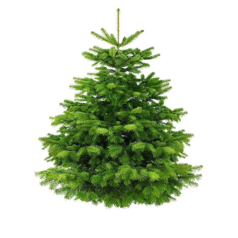 Nordmann Fir