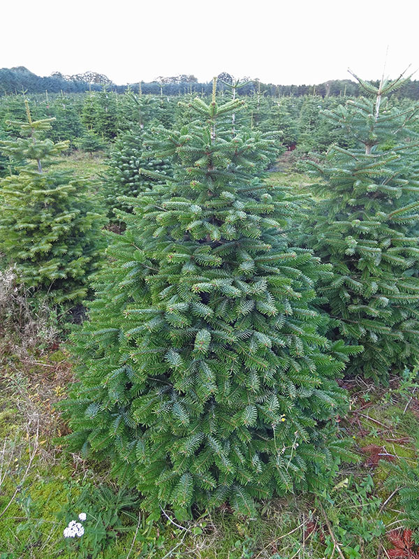 Nordmann Fir - Image 4