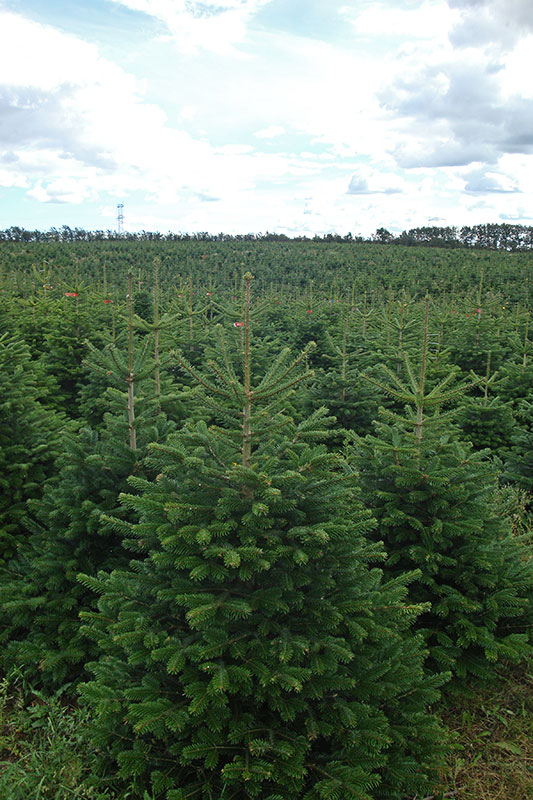Nordmann Fir - Image 5