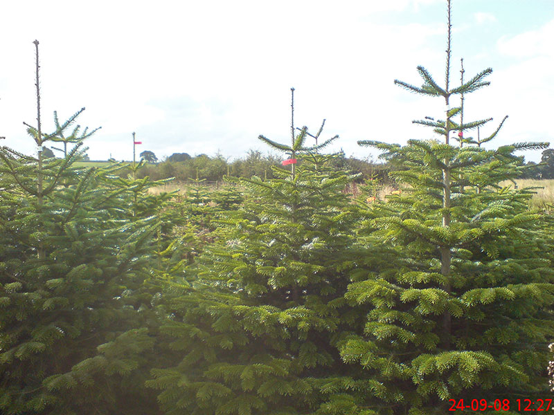 Nordmann Fir - Image 6