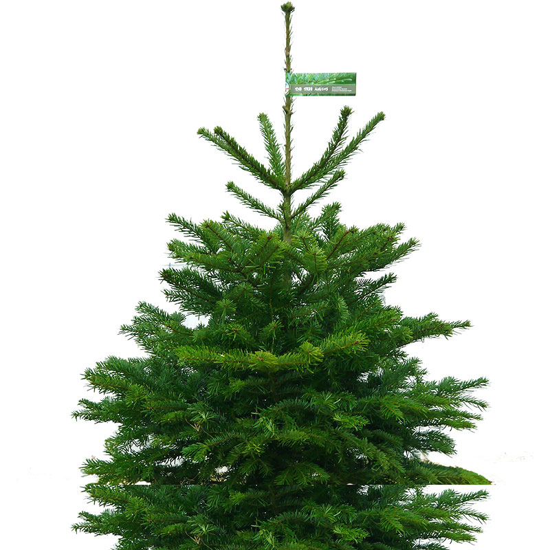 Pot Grown Christmas Trees