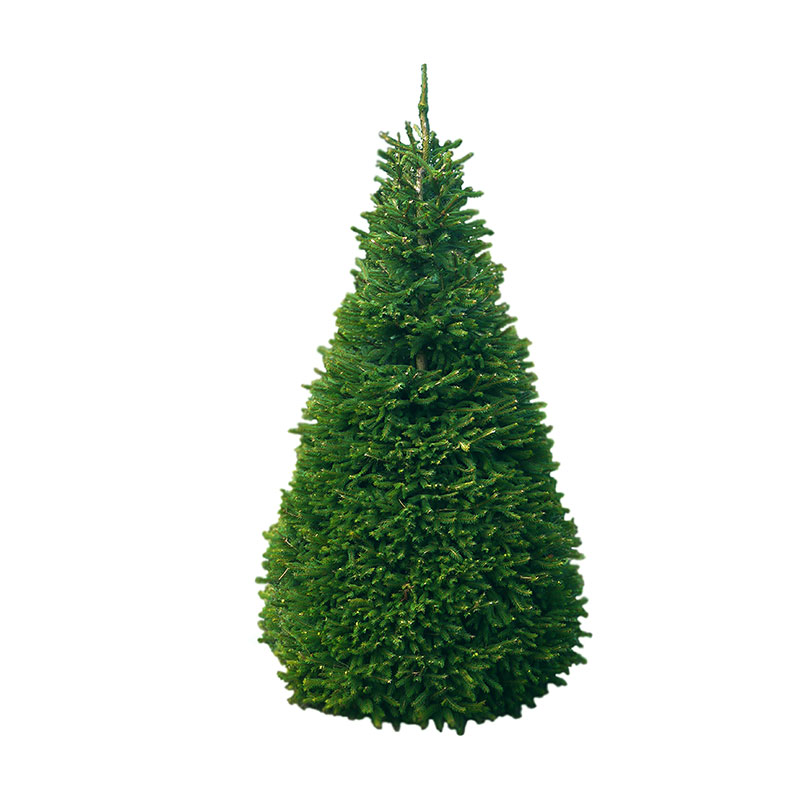 Traditional Spruce